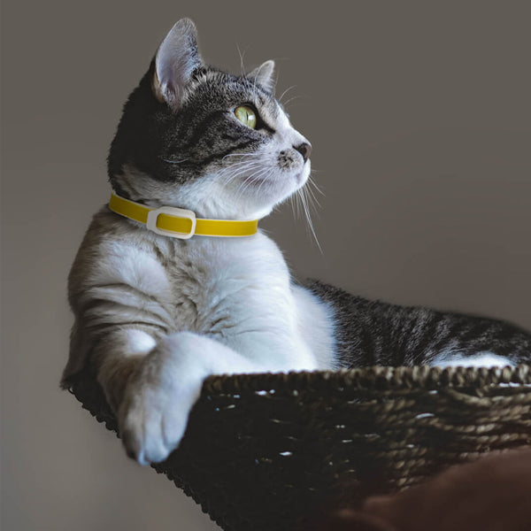 Dog Collar Eliminating Flea Pet Dog Cat Anti Lice Plague Mosquito Insect Prevents Removing Oil Flea Repellent From Xiaomi Youpin