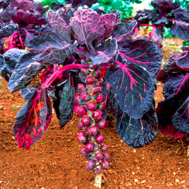 Egrow 10Pcs/Pack Brussels Sprouts Seeds Purple Thousand-Headed Cabbage Bonsai Brussels Sprouts Cabbage Garden Vegetable