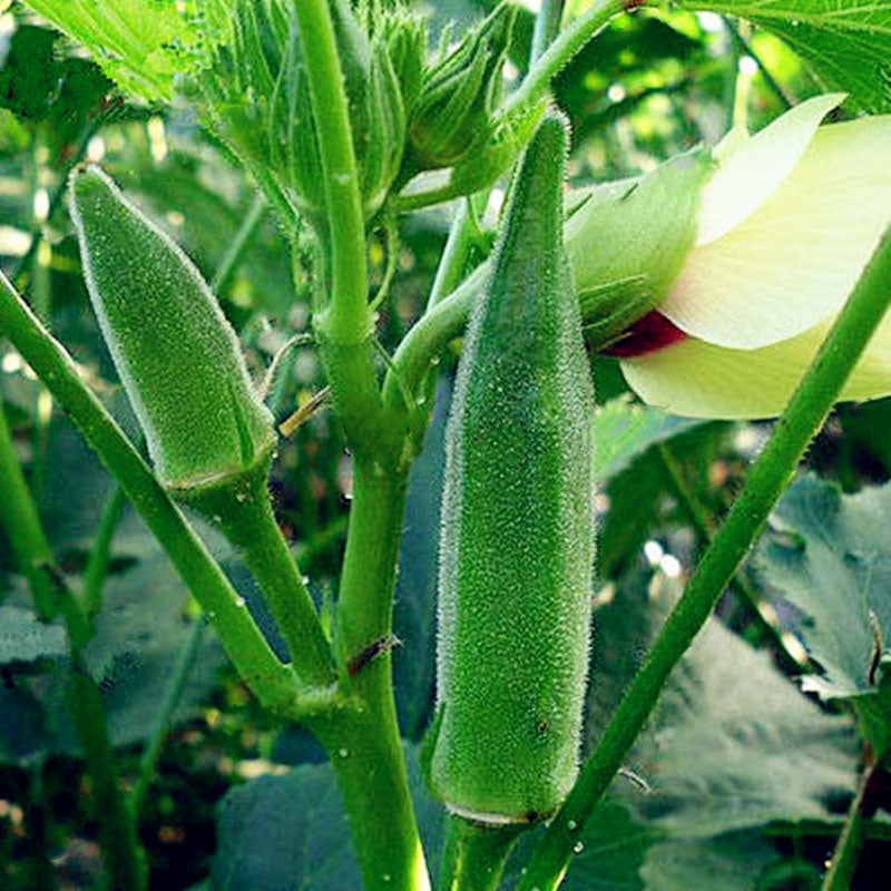 Egrow 20PCS/Pack Okra Seeds Organic Non GMO Okra Vegetable Flores For Home Garden Potted Plants