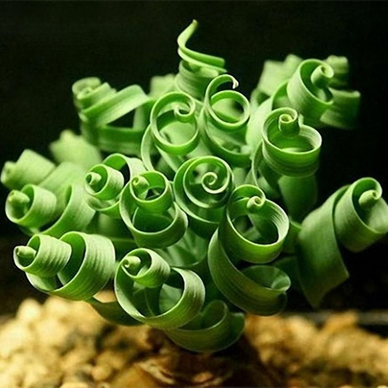 Egrow 30Pcs/Pack Spiral Mimosa Seeds Garden Green Bashful Grass for Balcony Courtyard