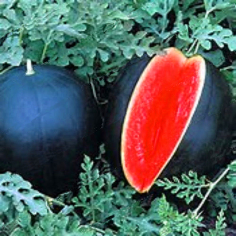 Egrow 30 Pcs/Pack Watermelon Seeds Giant Black Watermelon Bonsai Fruit Plant Sweet Juicy Water Melon Home Garden Bonsai