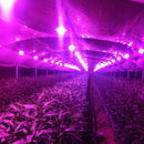 20W LED Full Spectrum Plant Grow Light DIY COB Chip AC220V