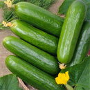 Egrow 20 Pcs/Pack Dutch Cucumber Cuke Seeds Green Vegetables Seed For Home Garden Planting