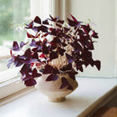 Egrow 100 Pcs/Pack Oxalis Seeds Oxalis Flower Purple Shamrock Clover Bonsai Plant Perennial Outdoor For Home Garden