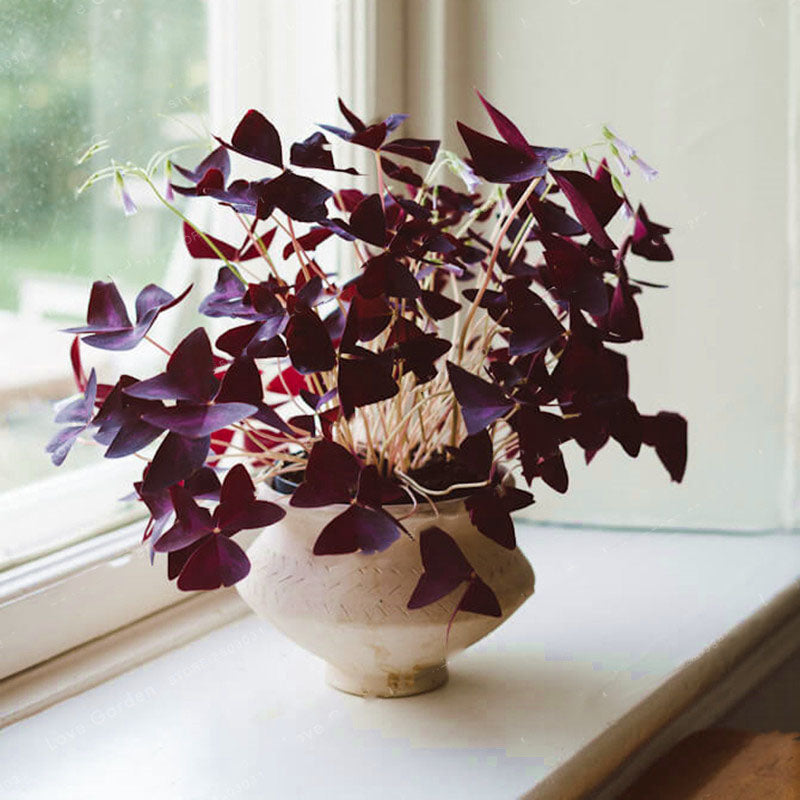 Egrow 100 Pcs/Pack Oxalis Seeds Oxalis Flower Purple Shamrock Clover Bonsai Plant Perennial Outdoor For Home Garden