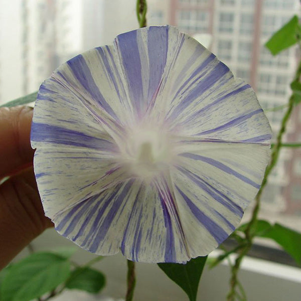 Egrow 20Pcs/Pack Venice Blue Morning Glory Seeds Home Garden Decoration Flower Seeds