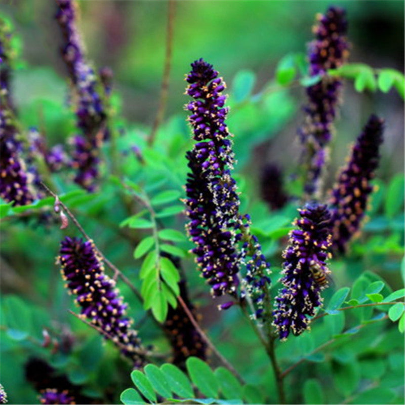 Egrow 120 Pcs/Pack Amorpha Fruticosa Seeds False Indigo Bush Tree Plant Amorpha Fruticosa Tree