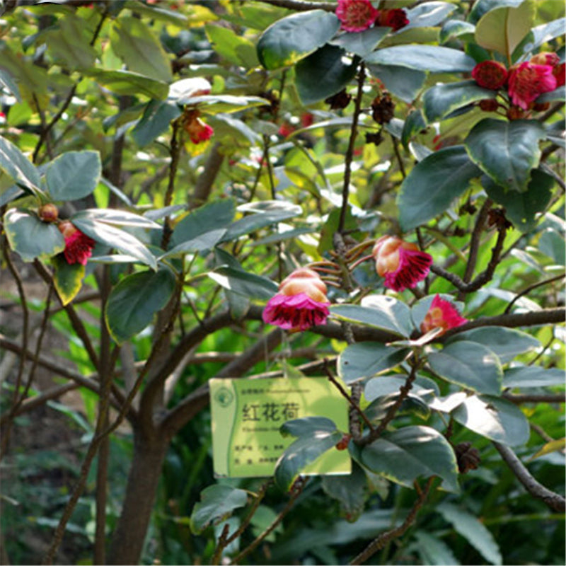 Egrow 30 Pcs/Pack Rhodoleia Championii Tree Seeds Rhodoleia Championii Tree Flower Seeds