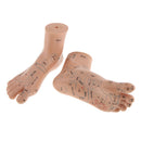 Lab Supplies Education Acupuncture Foot Reflex Zone Point Model Massage Study Teaching Sculpture