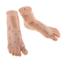 Lab Supplies Education Acupuncture Foot Reflex Zone Point Model Massage Study Teaching Sculpture