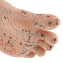Lab Supplies Education Acupuncture Foot Reflex Zone Point Model Massage Study Teaching Sculpture