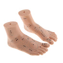 Lab Supplies Education Acupuncture Foot Reflex Zone Point Model Massage Study Teaching Sculpture