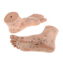 Lab Supplies Education Acupuncture Foot Reflex Zone Point Model Massage Study Teaching Sculpture