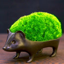 Egrow 1000 PCS/Pack Turfgrass Seeds Green Source Turfgrass Grass Plant Evergreen Lawn Plantas Flower Flores Home Garden Bonsai