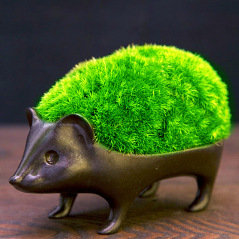 Egrow 1000 PCS/Pack Turfgrass Seeds Green Source Turfgrass Grass Plant Evergreen Lawn Plantas Flower Flores Home Garden Bonsai