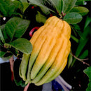 Egrow 30 Pcs/Pack Citrus Medica Seeds Citrus Medica Sarcodactylis Tree Citron Bergamot Tree