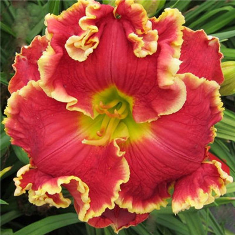 Egrow 50 Pcs/Pack Daylily Seeds Daylily Flowers Hemerocallis Lily Indoor Bonsai Flower Perennial Plant for DIY Home Garden Supplies