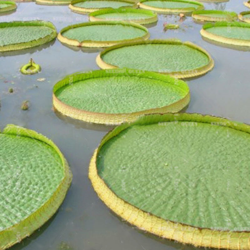 Egrow 10 Pcs/Pac Lotus Seeds Lotus Leaf Bonsai Giant Water Lily Flower For Home Garden Flower