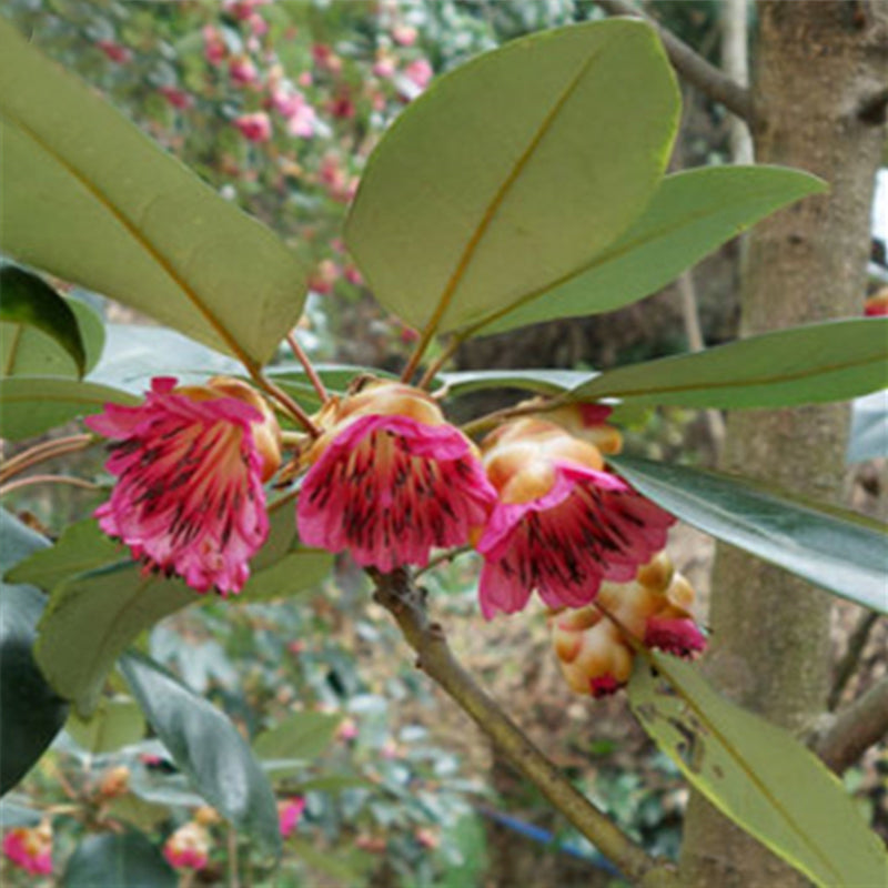 Egrow 30 Pcs/Pack Rhodoleia Championii Tree Seeds Rhodoleia Championii Tree Flower Seeds