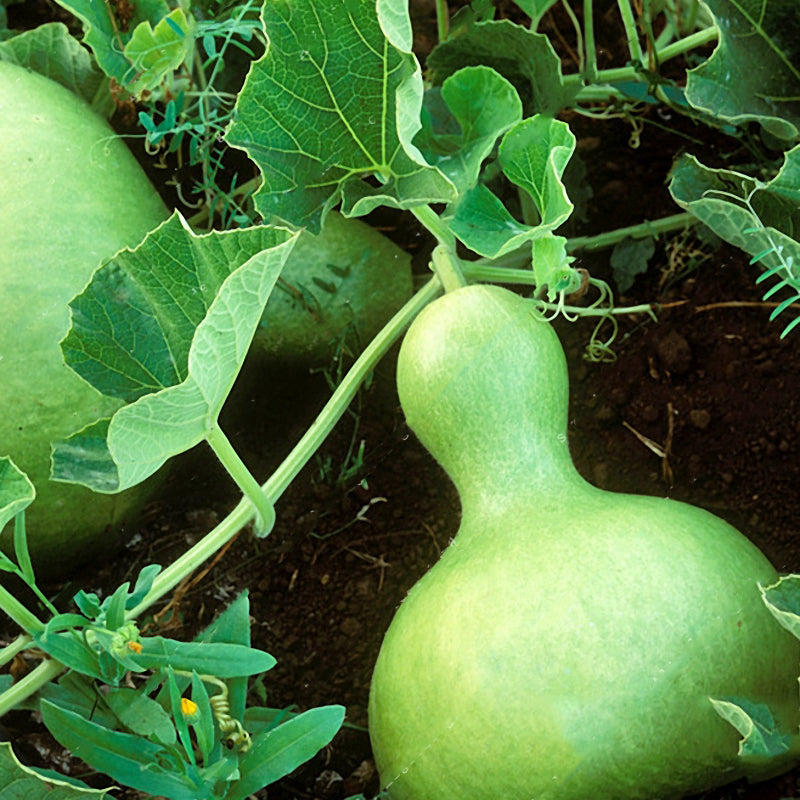 Egrow 20pcs/Bag Bottle Gourd Seeds Annual Garden Beautiful Decorative Plant Seeds Vegetable Seeds
