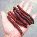 Egrow 100 Pcs/Pack Mulberry Seeds Long Mulberry Bonsai Rare Mulberry Tree Pakistan Fruit Bonsai Large Super Sweet Non-GMO Food For Garden