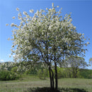 Egrow 20 Pcs/Pack Prunus Seeds Prunus Padus Tree Semente Plant Padus Racemosa