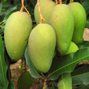 Egrow 1pc Edible Mango Fruit Seeds Garden Courtyard Outdoor Plants Mango Tree Seed