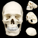 Life Size Human Anatomical Anatomy Resin Head Skeleton Lifesize Skull Medical Teaching Model