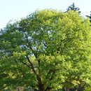 Egrow10Pcs/Bag Oak Seeds American Tree Vitality Long Ancient Species Outdoor Rare Fruit Plant Seeds