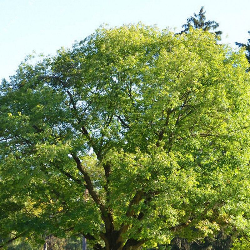 Egrow10Pcs/Bag Oak Seeds American Tree Vitality Long Ancient Species Outdoor Rare Fruit Plant Seeds