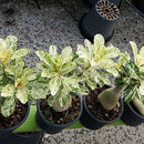 Egrow 1Pcs/Pack Rose Seeds Desert Rose Scarce Grafted Variegated Leaves Petals Home Garden Flowers Adenium Obesum