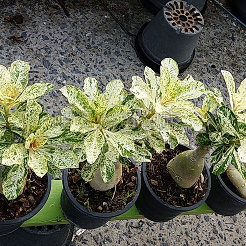 Egrow 1Pcs/Pack Rose Seeds Desert Rose Scarce Grafted Variegated Leaves Petals Home Garden Flowers Adenium Obesum