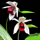 Egrow 20pcs/Bag New Sementes Rare Orchid Seeds Flower Orchid Seeds For Home Garden Plants