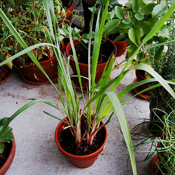 Egrow 30Pcs/Pack Lemon Grass Seeds Home Garden Herb Plants DIY Homemade Essential Oil