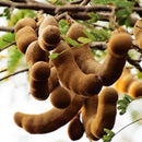 Egrow 10Pcs/Pack Tamarind Tree Seeds Fruit Vegetable Tree Bonsai Home Garden Decoration DIY Plants