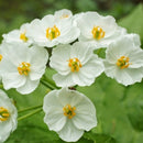10PCS Japanese Lotus Flower Seeds White Petal Flower with Rain Turns Translucent Bonsai Crystal