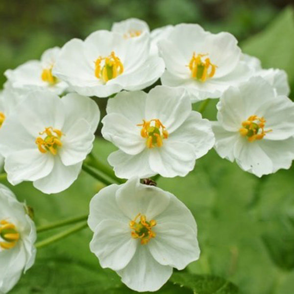 10PCS Japanese Lotus Flower Seeds White Petal Flower with Rain Turns Translucent Bonsai Crystal