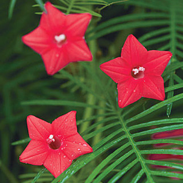 Egrow 20Pcs/Pack Cypress Vine Seeds Red White Gardening Wall Door Climbing Flowers Plants