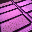 30W Led Grow Light Red&Blue Plant Lights High Brightness for Hydroponics System and Greenhouses Indoor Vegetable Flower Bloom Plant-EU Plug