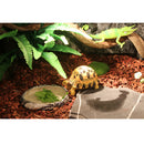 Reptile Vivarium Terrarium Feeding Bowl Tortoise lizard Gecko Tarantula Water Food Worm Feeder Basin Shaped