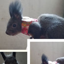 Squirrel Harness Hamster Rabbit Leash Small Pet Vest Suit Outdoor Jogging