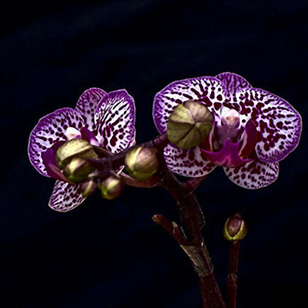 Egrow 200pcs/Bag Phalaenopsis Orchid Seeds Rare Bonsai Plants Flowers Seeds For Home Garden Plants