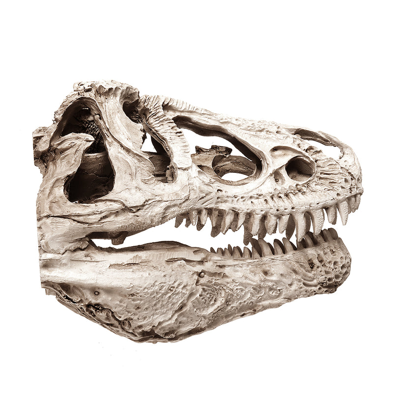 16cm Tyrannosaurus T-Rex Dinosaur Resin Skull Model Collectibles Toys Display Craft Gift