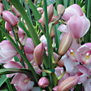 Egrow 30PCS/Pack Cymbidium Orchid Seeds Dark Red Cymbidium Orchid Bonsai Home Garden Flower Bonsai Indoor Potted Plants