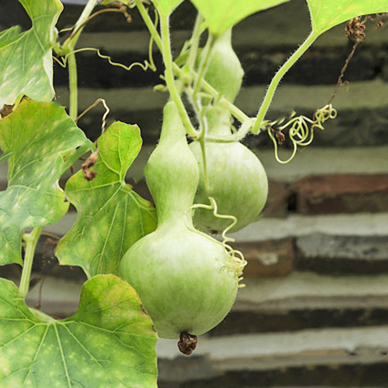 Egrow 20pcs/Bag Bottle Gourd Seeds Annual Garden Beautiful Decorative Plant Seeds Vegetable Seeds