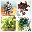 Egrow 100Pcs/Pack Zebrina Seeds Garden Indoor Pendula Schnizl Plants Potted Grass Seeds