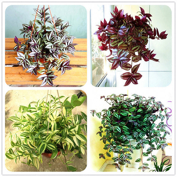 Egrow 100Pcs/Pack Zebrina Seeds Garden Indoor Pendula Schnizl Plants Potted Grass Seeds