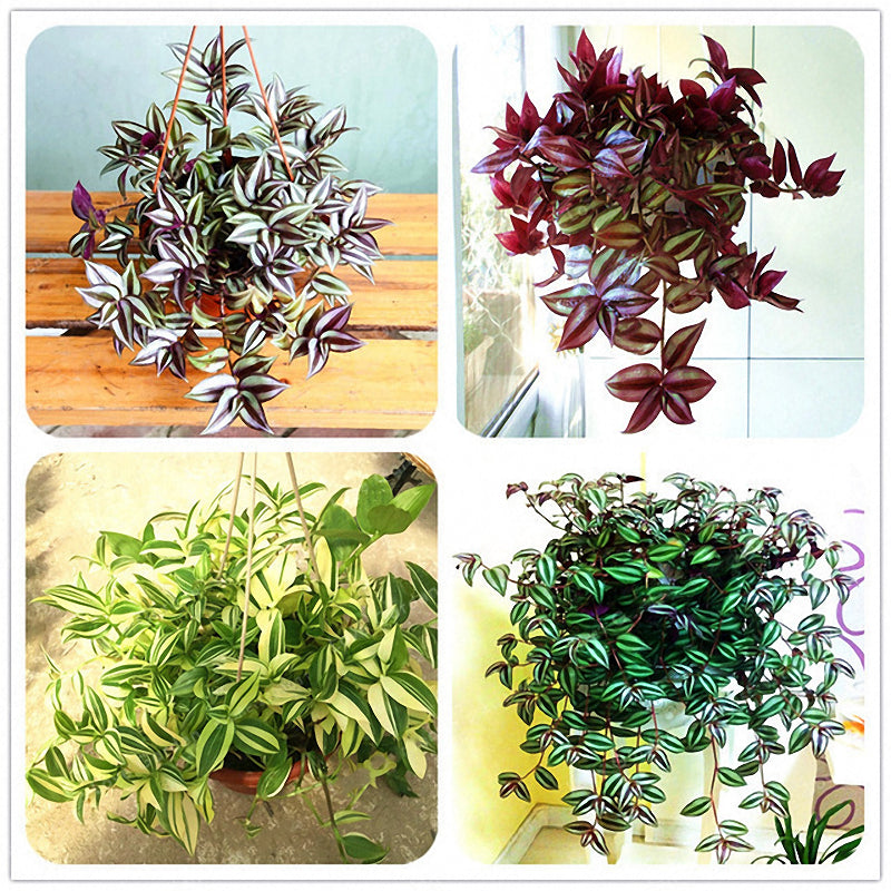 Egrow 100Pcs/Pack Zebrina Seeds Garden Indoor Pendula Schnizl Plants Potted Grass Seeds