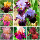 Egrow 100PCS/Bag Iris Orchids Seeds Rare Mixed Iris Bonsai Orchids Indoor Plants Beautiful Home Garden Planting Bonsai