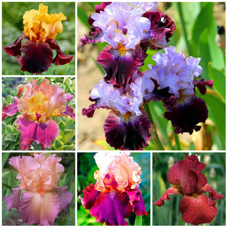 Egrow 100PCS/Bag Iris Orchids Seeds Rare Mixed Iris Bonsai Orchids Indoor Plants Beautiful Home Garden Planting Bonsai